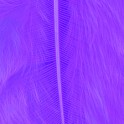 Marabufedern violett